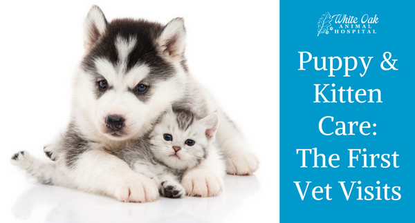 Should I Take My Puppy/Kitten to See the Vet for Vaccines?