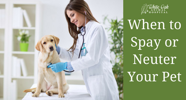 When Should I Spay/Neuter My Pet?