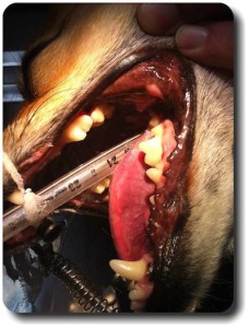 Western Veterinary Medicine: Dental After
