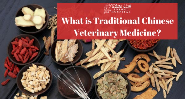What Is Traditional Chinese Veterinary Medicine (TCVM)?