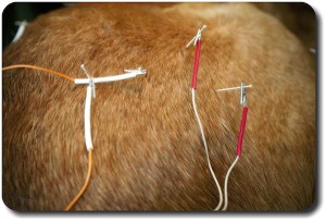 Animal Acupuncture: Electro-Acupuncture