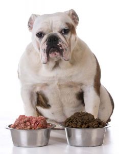 Pet Nutrition: Bulldog