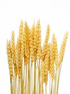 Wheat/Grain