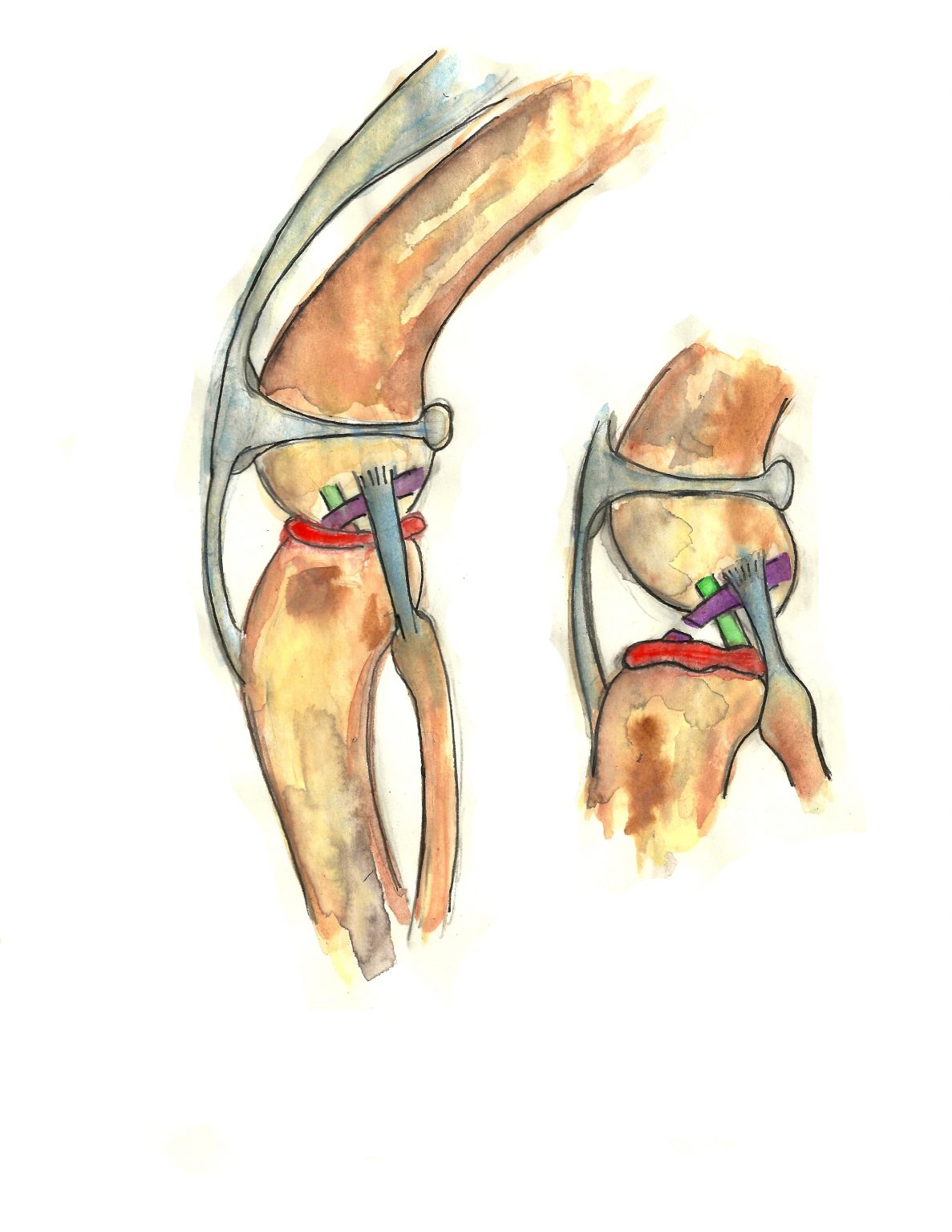 How Long Does A Cruciate Ligament Operation Take On A Dog