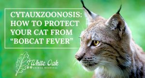 Image for Cytauxzoonosis: How to Protect Your Cat From "Bobcat Fever"