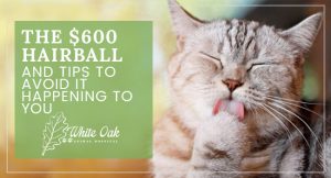 How to Treat Hairballs in Cats at white oak animal hospital, fairview animal clinic, petvet, fairview tn veterinarian