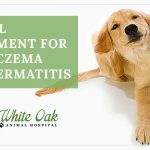 Image for Herbal Treatment for Dog Eczema and Dermatitis