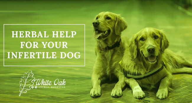 Image for Herbal Help for Your Infertile Dog