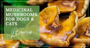 Photo for Blog Post: How to Boost Your Pet's Immunity with Medicinal Mushrooms
