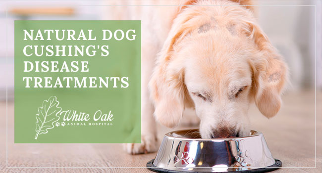 Natural Dog Cushing S Disease Treatments White Oak Animal Hospital