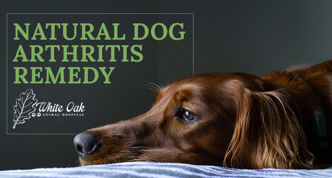What Are the Best Herbs for Arthritis in Dogs?