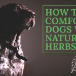 image for: The Secret to Comforting Dogs with Natural Herbs