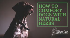 image for: The Secret to Comforting Dogs with Natural Herbs at white oak animal hospital in fairview tn fairview animal clinic