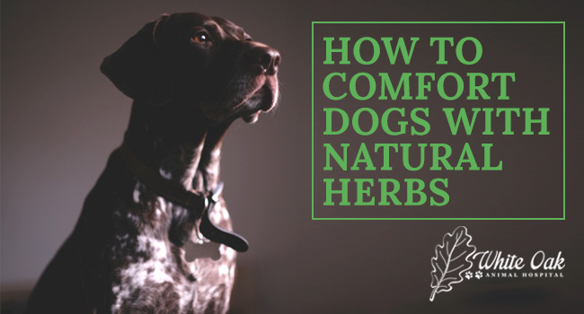 image for: How To Comfort Dogs in Pain With Natural Herbs