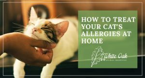 The Best Way to Get Rid of Cat Allergies Naturally - White Oak Animal