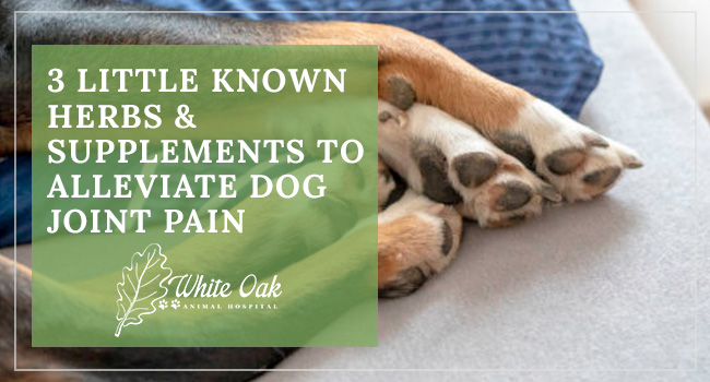 image for: 3 Little Known Herbs and Supplements to Alleviate Dog Joint Pain