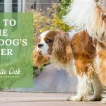image for: Best Herbs That Soothe The Bladder For Dogs