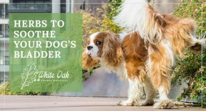 image for: Best Herbs That Soothe The Bladder For Dogs