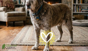 image that indicates senior dog is getting joint support