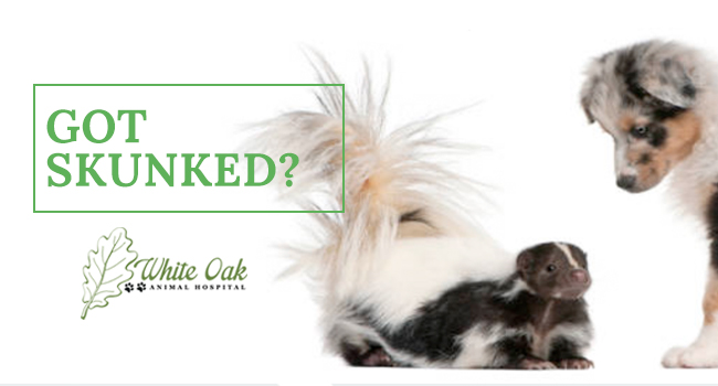 Skunk Spray Problems? Check Out Our Pet Deodorizing Recipe!