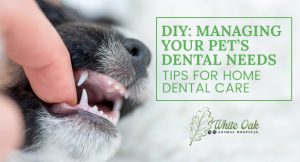 Image for Managing Pet Dental Needs at Home