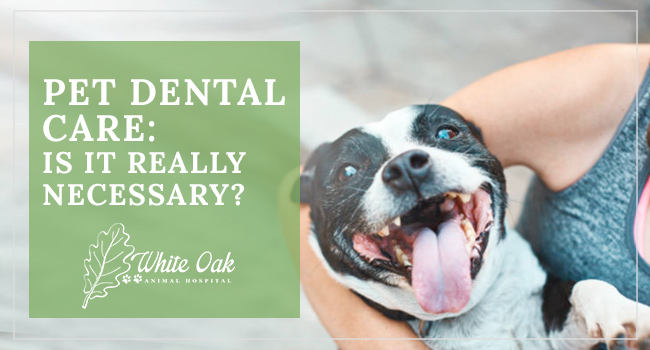Image for Are Dental Cleanings for Pets Necessary?