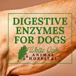 Probiotics & Digestive Enzymes for Dogs