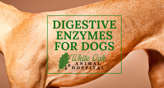 Probiotics & Digestive Enzymes for Dogs