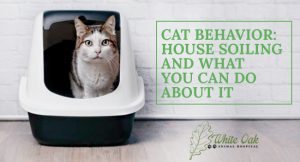 Feline House Soiling and What You Can Do at white oak animal hospital, fairview animal clinic, petvet, fairview tn