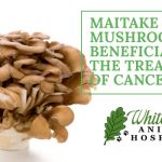 image for: How the Maitake Mushroom Supplement Benefits Pets With Cancer