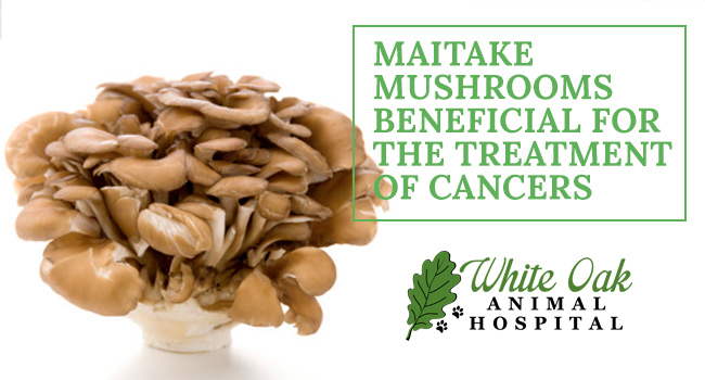 image for: How the Maitake Mushroom Supplement Benefits Pets With Cancer