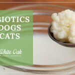 image for: Top 5 Reasons To Give The Best Probiotics For Cats and Dogs