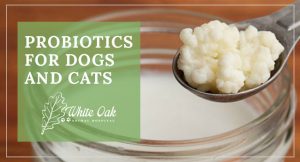 image for: Top 5 Reasons To Give The Best Probiotics For Cats and Dogs