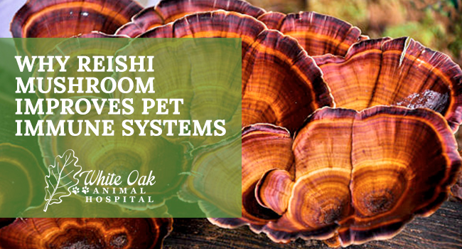 Why Reishi Mushroom Extract Boosts Pet Immune Systems