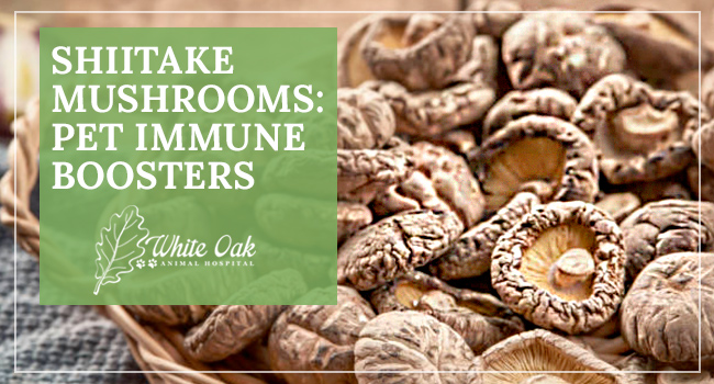 Image for Discover The Health Benefits of Shiitake Mushroom Supplements
