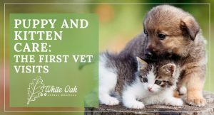 Image for Should I Take My Puppy/Kitten to See the Vet for Vaccines?