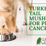 Image for Why Turkey Tail Mushroom Works For Pets With Cancer
