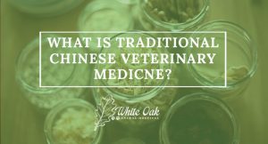 Image for What Is Traditional Chinese Veterinary Medicine (TCVM)?