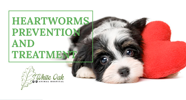 Image for What You Should Know About Heartworm Disease