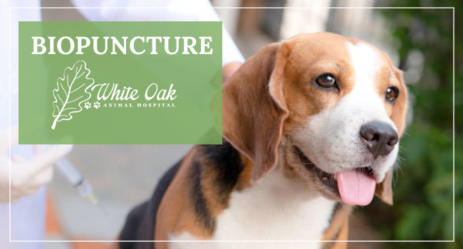 Image for Biopuncture: Alternative Medicine Treatment at White Oak Animal Hospiital