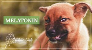 How Melatonin for Dogs Promotes Relaxation at white oak animal hospital, fairview animal clinic, petvet, fairview tn veterinarian