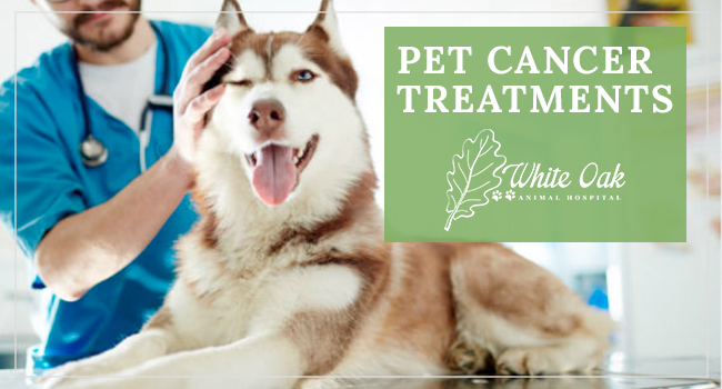 Image for Pet Cancer Treatments at White Oak Animal Hospital