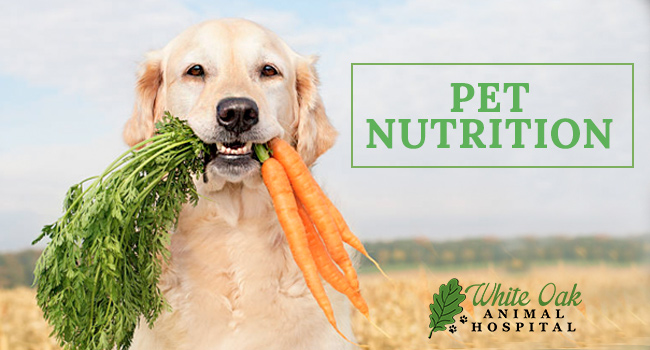 Image for Holistic Nutrition for Pets at White Oak Animal Hospital