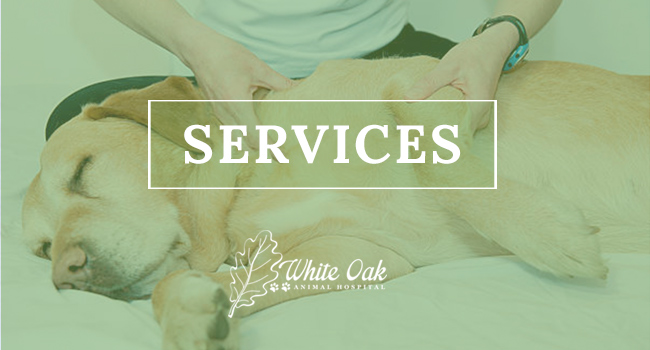 Natural & Holistic Pet Care Services at White Oak Animal Hospital