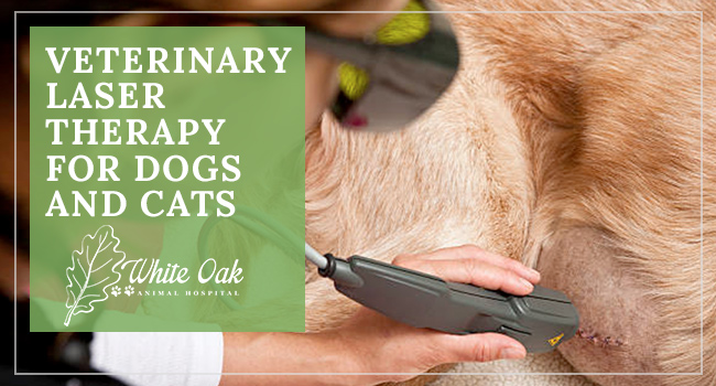 Image for Veterinary Laser Therapy for Dogs & Cats