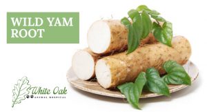 image for: What Is Wild Yam Root For? at white oak animal hospital, fairview animal clinic, petvet, fairview tn veterinarian