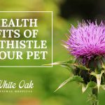 Image for: Milk Thistle Health Benefits For Dogs and Cats