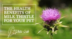 Milk Thistle Health Benefits For Dogs and Cats at white oak animal hospital, fairview animal clinic, petvet, fairview tn veterinarian
