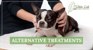 Alternative Treatments at White Oak Animal Hospital in Fairview TN, fairview animal clinic, petvet, fairview tn veterinarian