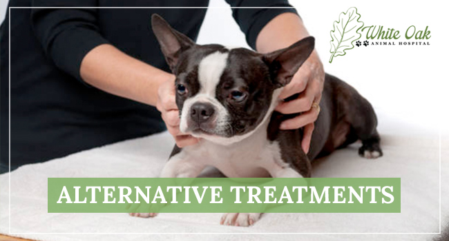 Alternative Treatments at White Oak Animal Hospital in Fairview TN